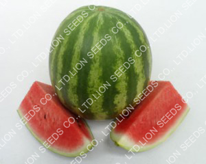 Watermelon - WM 4159